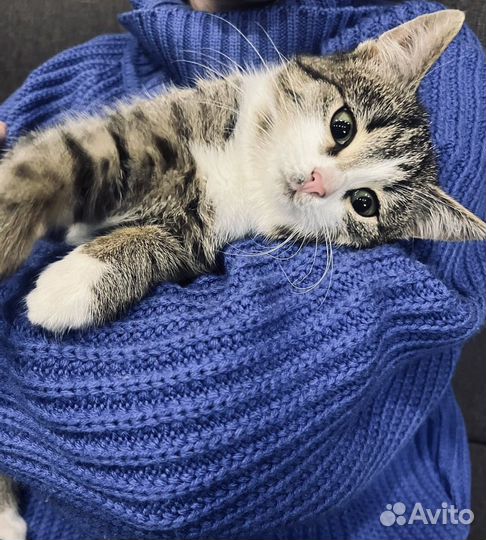 Котенок девочка