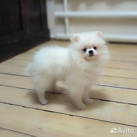 Pomeranian mini hot sale olx