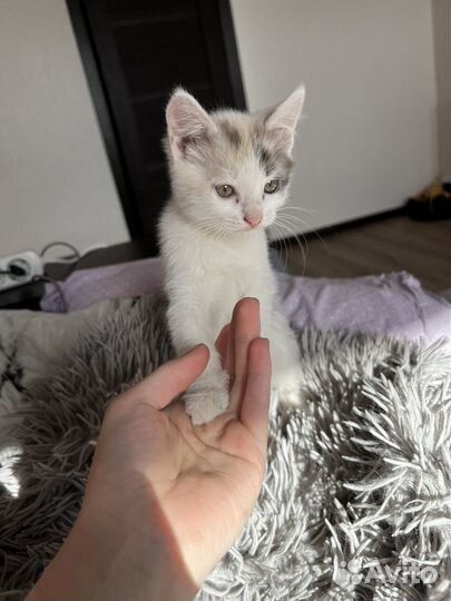 Трехцветный котенок