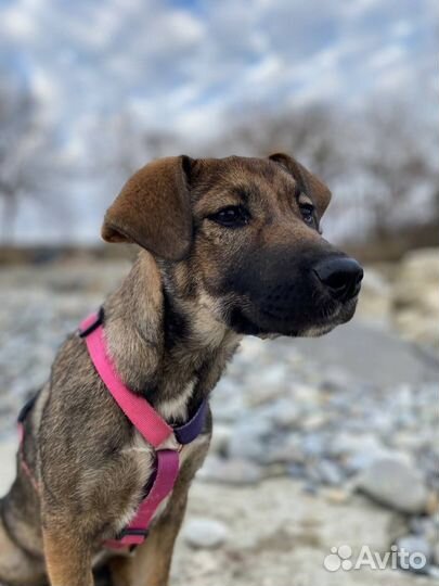 Щенок в добрые руки