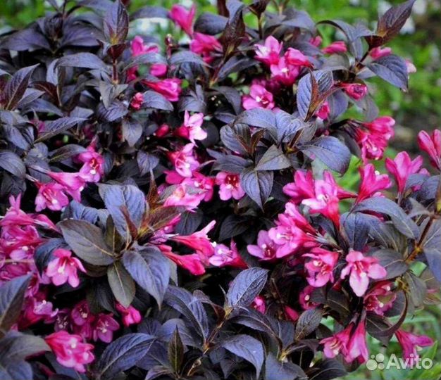 Вейгела Minor Black и Wings of Fire