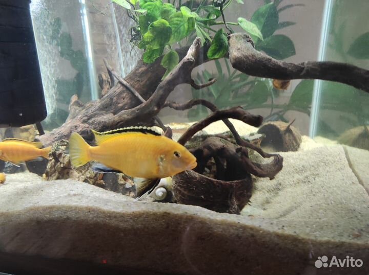 Лабидохромис Еллоу