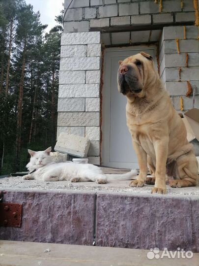 Помесь шарпея