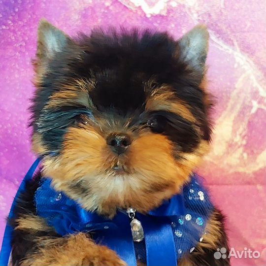 Йоркширский терьер Щенки