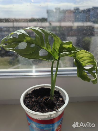 Манстера манки