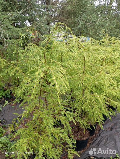 Пихта одноцветная,бальзамическая, тсуга, пихта