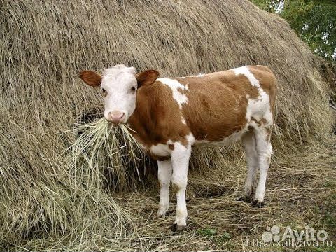 Т бычки холмогоры сименталы абердин