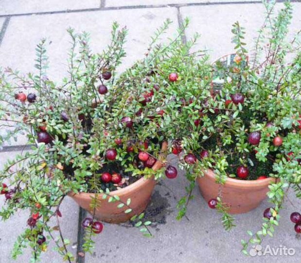 Саженцы клюквы