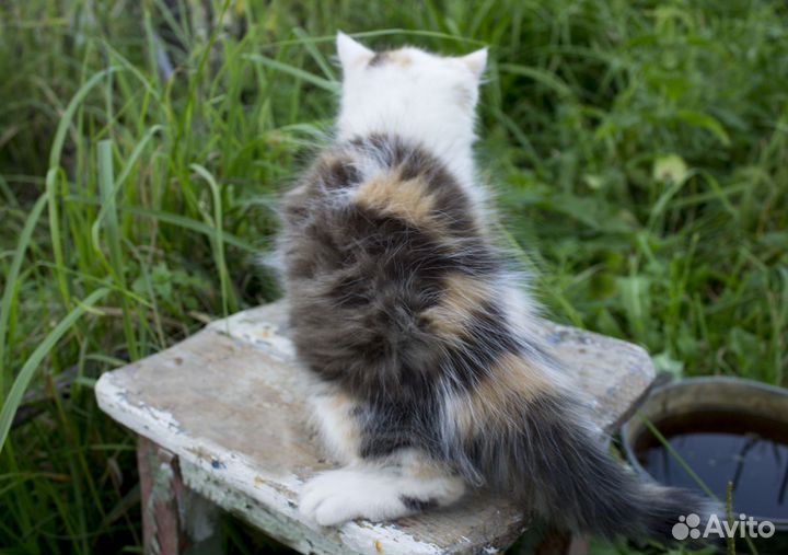 Котенок, девочка