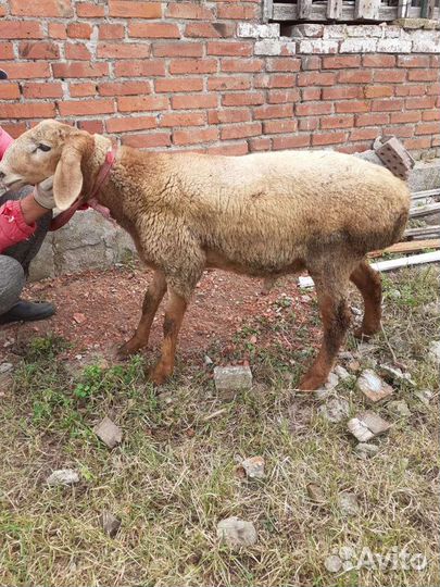 Бараны Гиссары