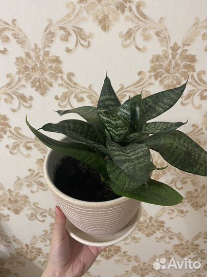 Сансевиерия