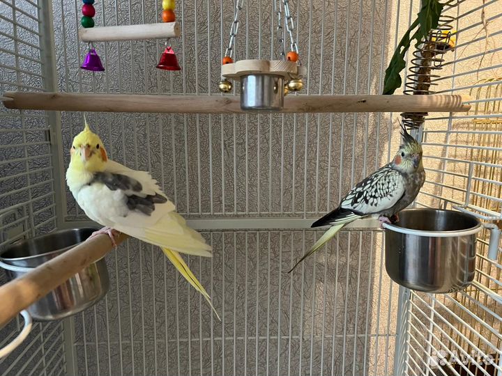 Пара попугаев Корелла