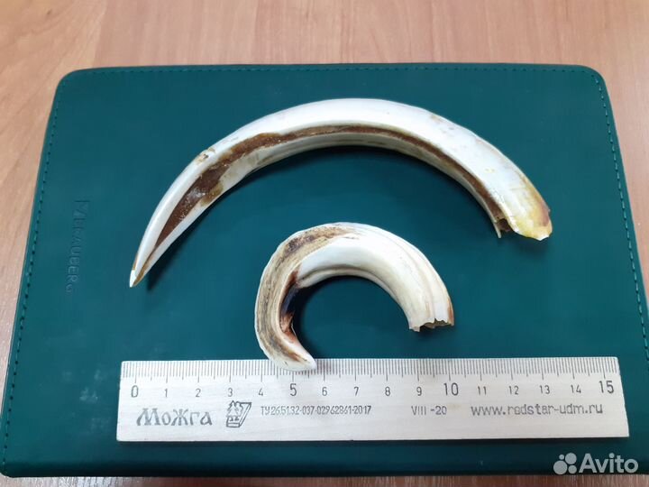 Клыки кабана