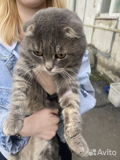 Шотландский вислоухий кот