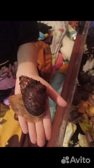 Продам улиток Ахатина