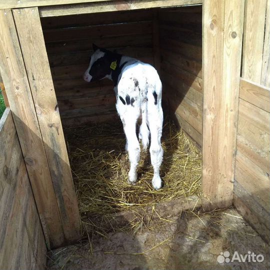 Бычки и быки