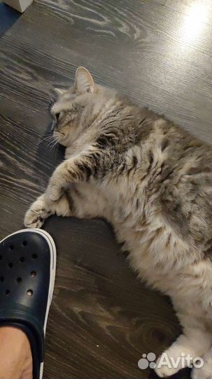 Британский котик