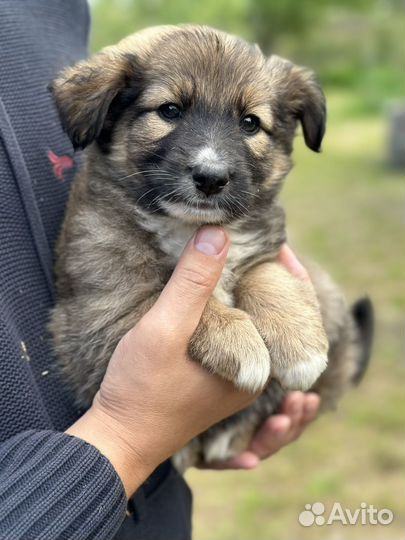 Щенок в добрые руки