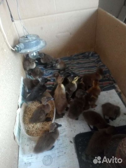 Индийский бегунок утята и инкубационное яйцо