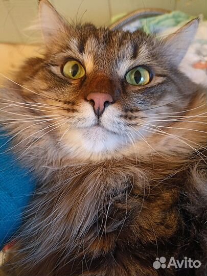 Котик ищет хозяина
