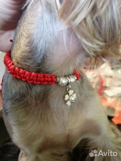 Оберег для животных