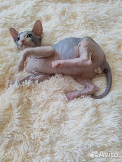 Донской сфинкс котята