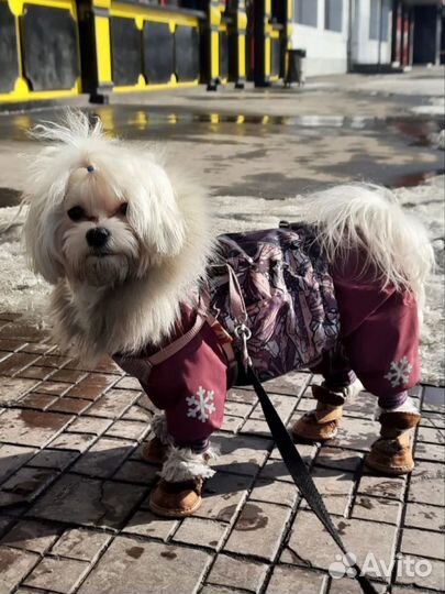 Комбинезон зимний для собак мелких пород