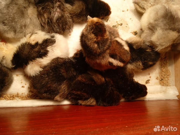 Бройлер/перепел/породная птица