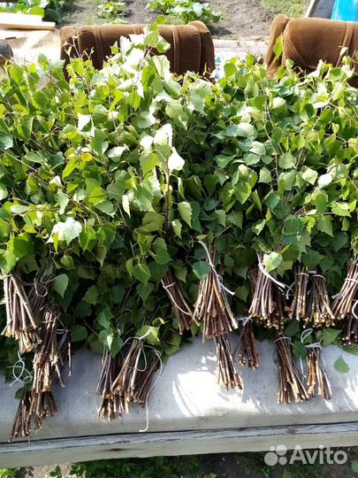 Веники берёзовые