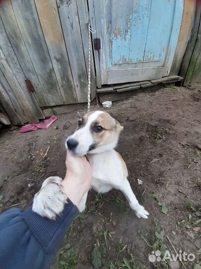 Щенок в добрые руки