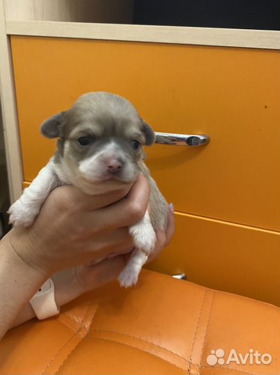 Щенки чихуахуа