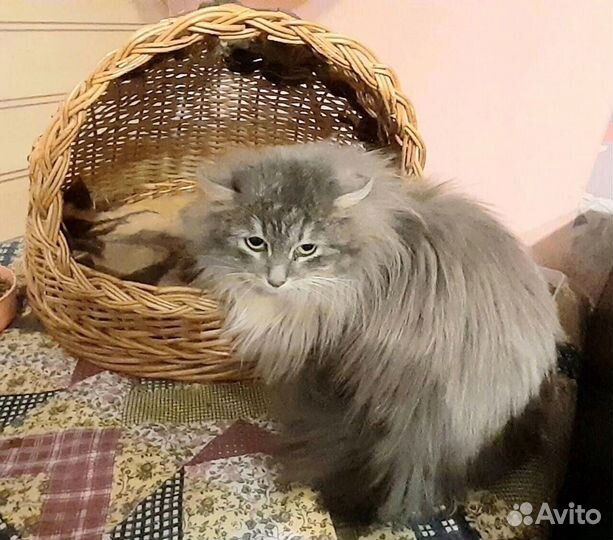 Пуховая Розана