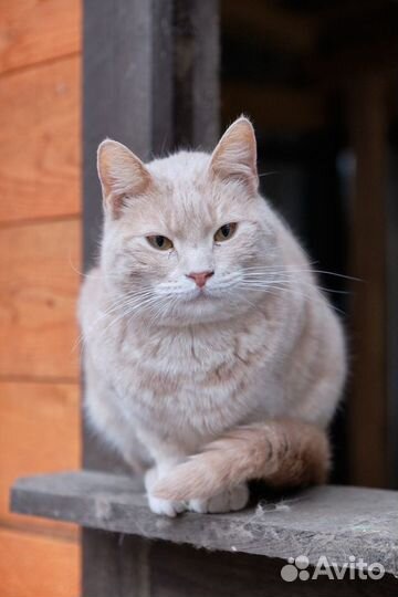 Отдам в добрые руки