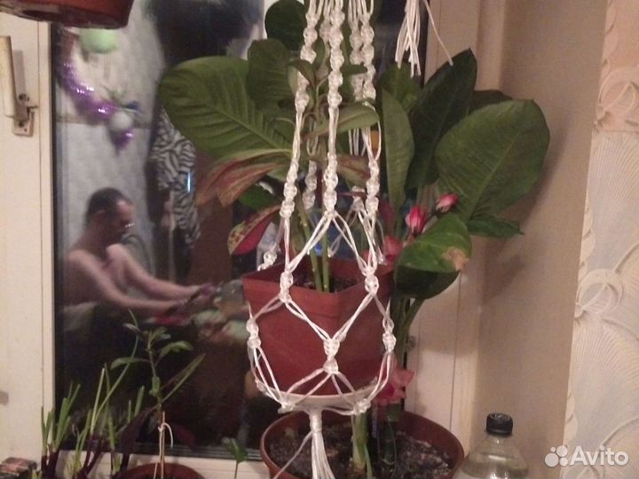 Макраме кашпо, цветы горшечные