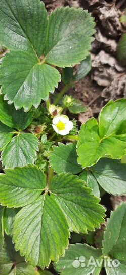 Рассада клубники