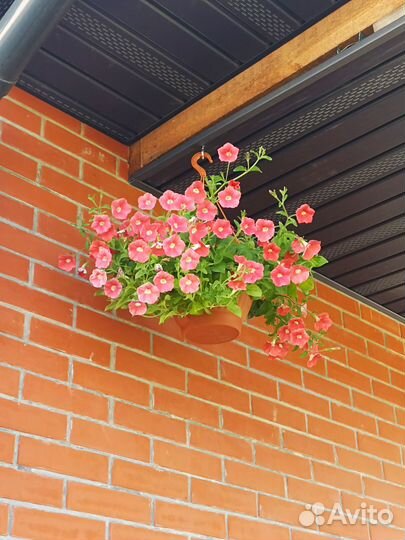 Петуния ампельная в подвесных кашпо