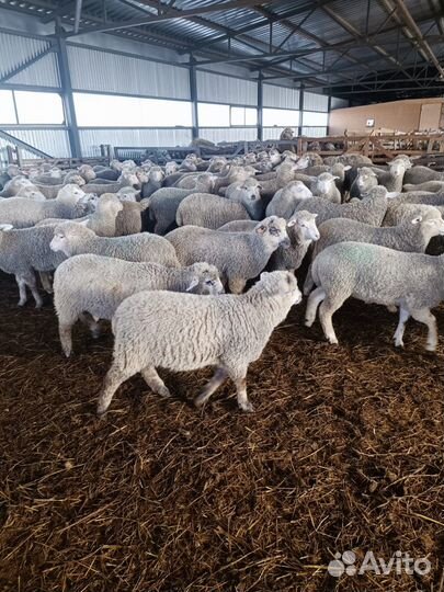 Ягнята молочные