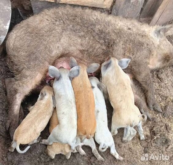 Свиньи стадо