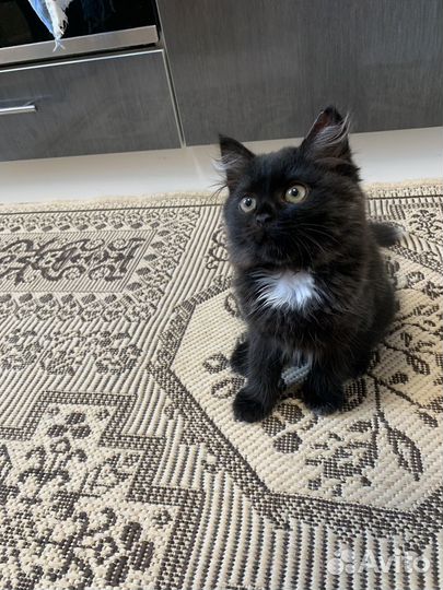 Отдам котенка в добрые руки