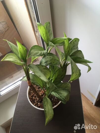 Комнатные растения