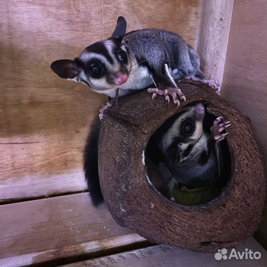 Белка сумчатая