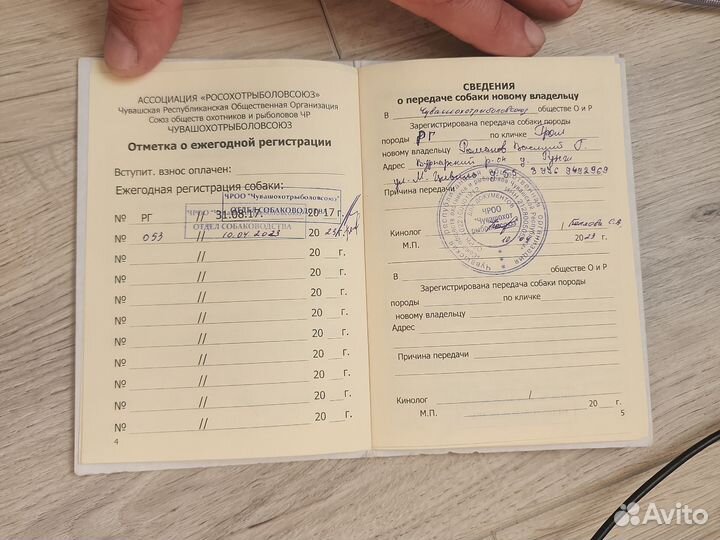 Выжлец русская гончая