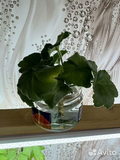 Пеларгония Ю Полонез