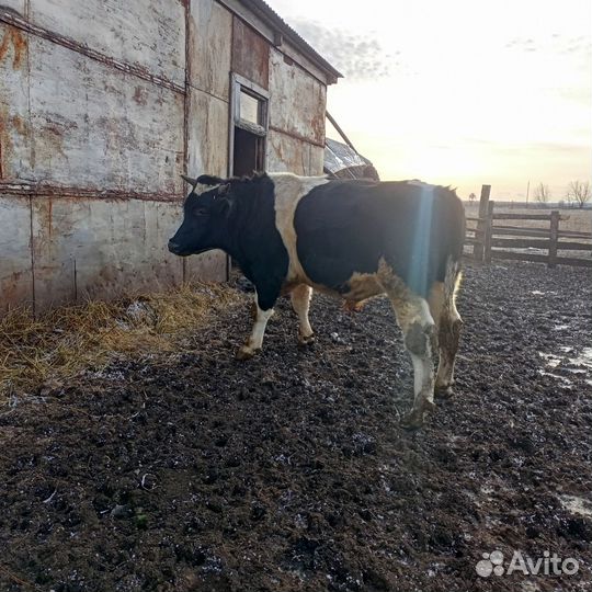 Продам Быка