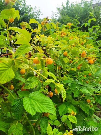 Малина чёрная Кумберленд, Желтая и Земляника безус
