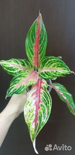 Aglaonema