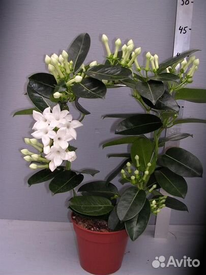 Жасмин Стефанотис