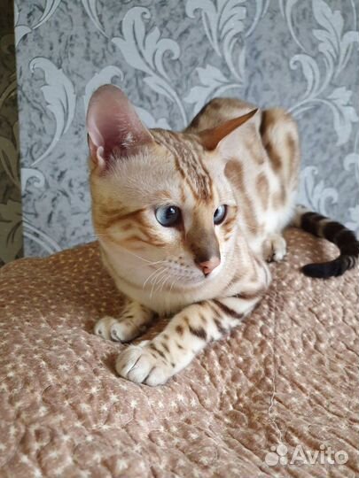 Бенгальский кот вязка