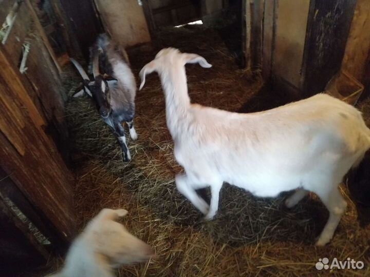 Козы козлята