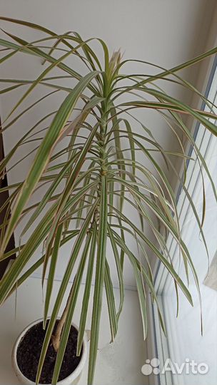 Пальма драцена